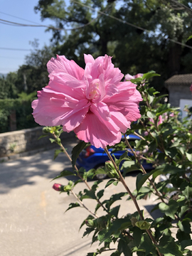 木槿花