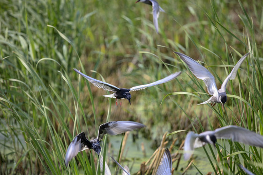 湿地里的须浮鸥