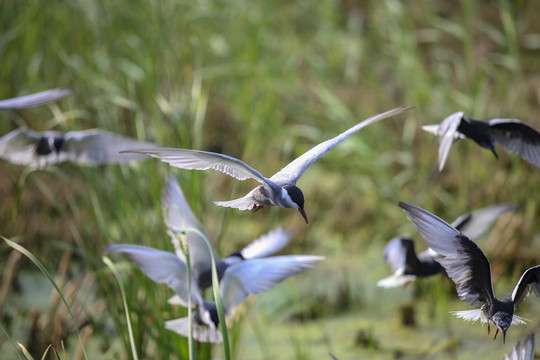 湿地里的须浮鸥