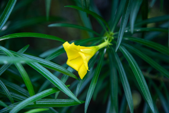 黄花夹竹桃