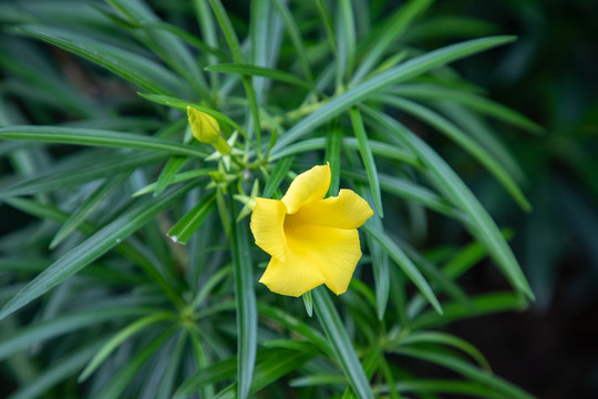 黄花夹竹桃