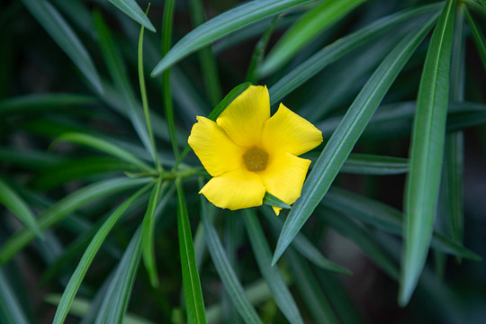 黄花夹竹桃