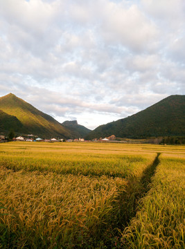 稻田