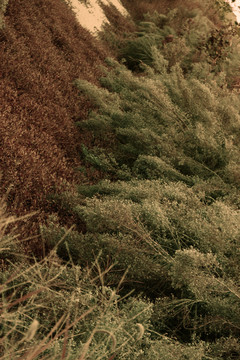 野草