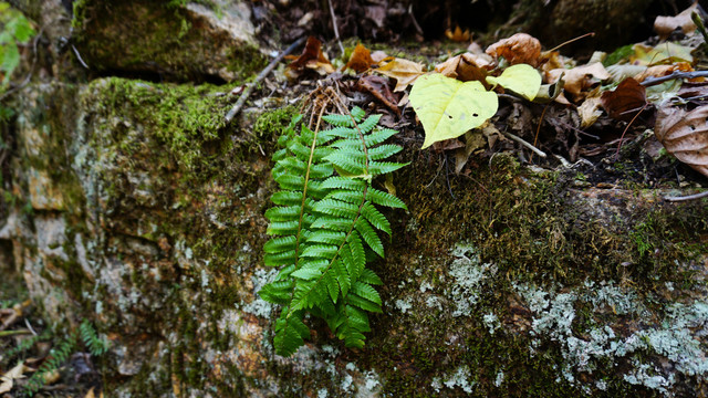 鹿角沟小草