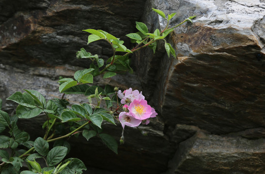 岩石山花