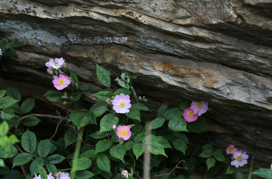 岩石山花