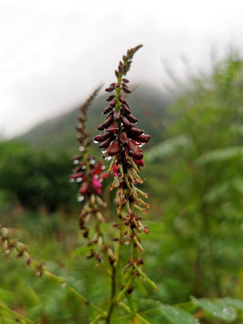 豆花