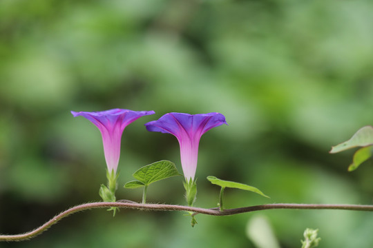 牵牛花