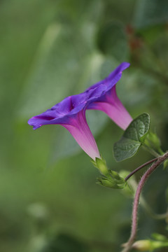 牵牛花