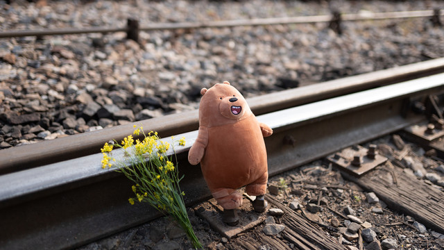 铁路小熊与油菜花