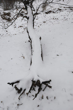 雪景