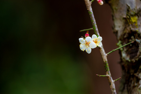 江梅