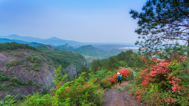 岭上开遍映山红