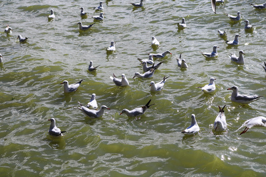 湖面上的海鸥
