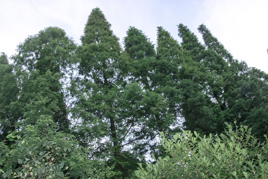 水杉树