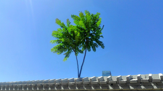 蓝天绿树