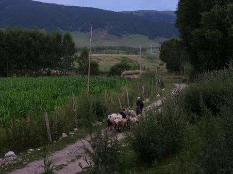 乡村小路和牧羊人