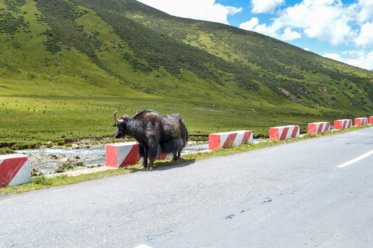 青藏高原公路上的牦牛
