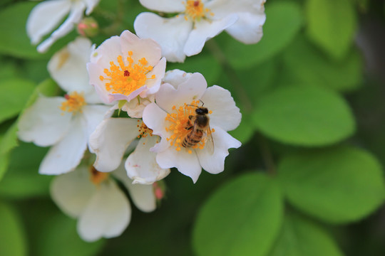 白月季花蜜蜂采蜜