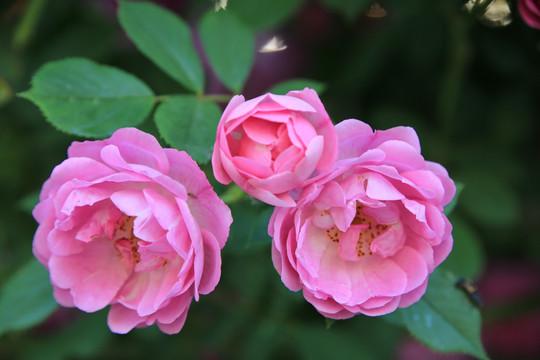 三口之家月季花