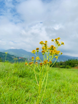 高山草甸