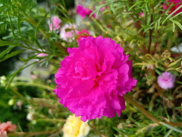 太阳花
