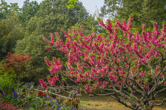 桃花高清大图