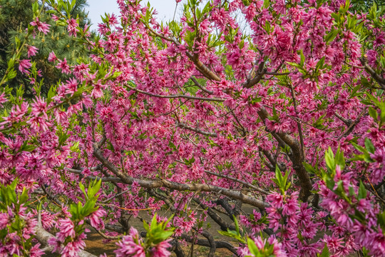 桃花高清大图