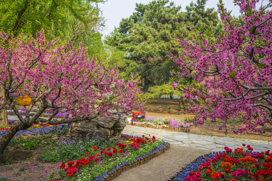 桃花高清大图