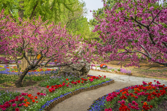 桃花高清大图