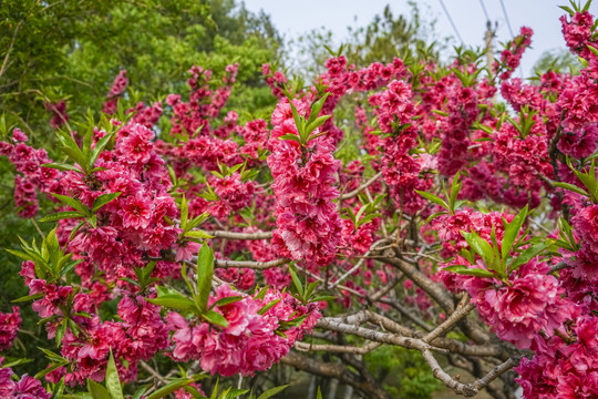 桃花高清大图