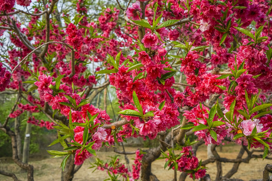 桃花高清大图