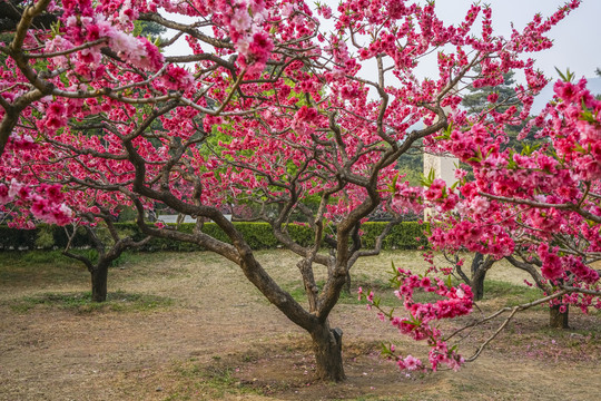 桃花高清大图