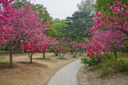 桃花高清大图