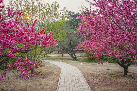 桃花高清大图