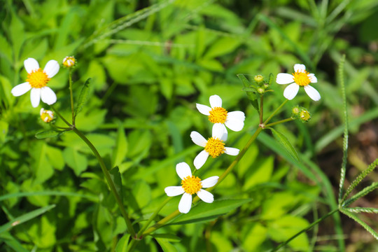 一朵朵小花花