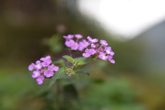 马缨丹花