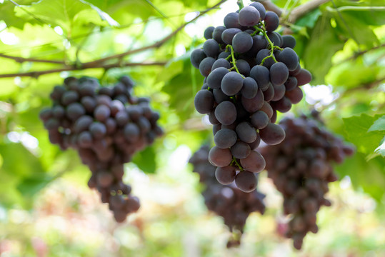 葡萄藤上一串串成熟的葡萄
