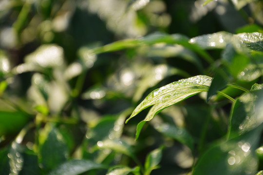 清晨大豆叶子