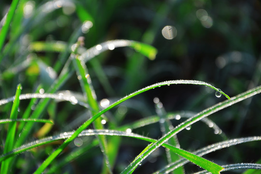 小草上的露水