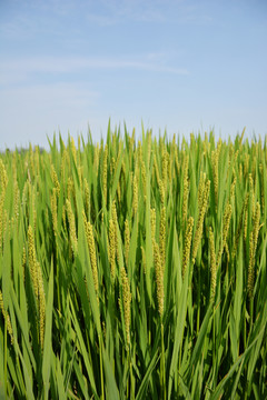 水稻抽穗