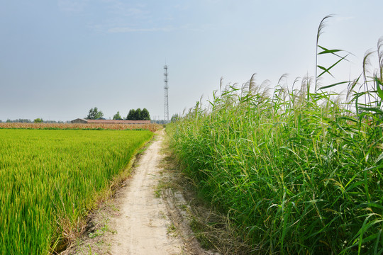 农田小路