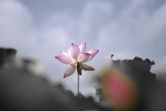 墨荷