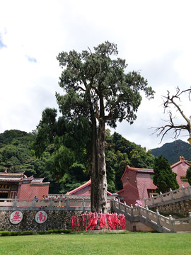 灵光寺生死树