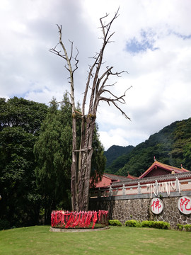 灵光寺生死树