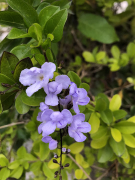 野花