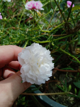 太阳花