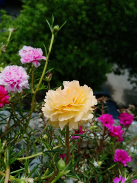 太阳花