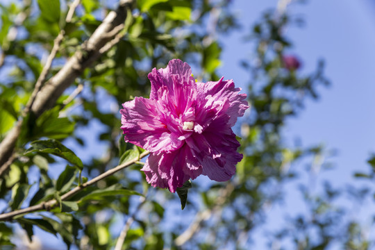木槿花